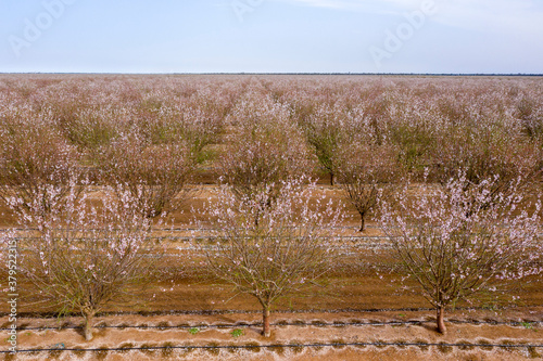 fruit trees  in full bloom near the outback New South Wales town of Hillston . photo