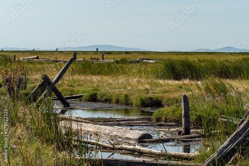 waterway zigzagging through the marshland with many driftwood floating on the surface