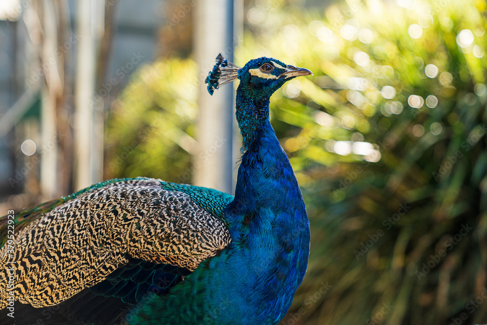 Obraz premium Exotic Birds