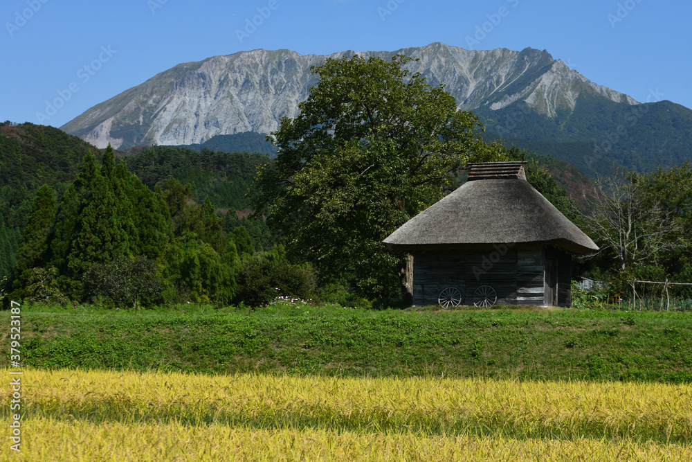 Fototapeta premium 大山南壁をふもとから、実る稲穂と共に眺める秋の風景が美しい