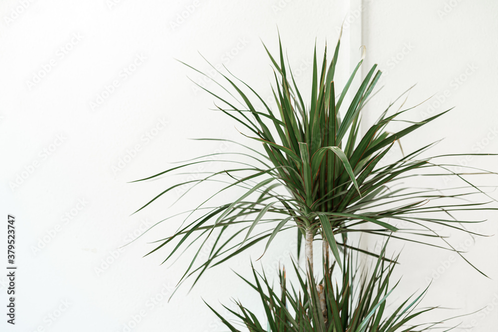 Fototapeta premium House plant against white wall close up