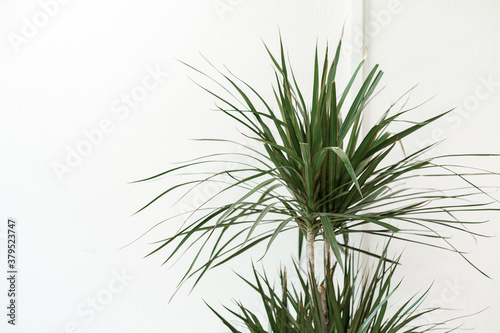 House plant against white wall close up