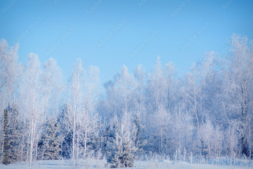 Fototapeta premium frozen grass close-up. the frost on the plants. winter landscape: the snow on the nature. Fog background, Wild flowers and dry grass covered with snow