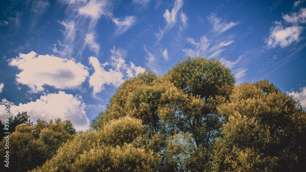 trees and sky trees and sky