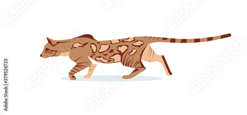 Beautiful hunting graceful bengal cat. Domestic hybrid cat breed cartoon vector illustration isolated on white background