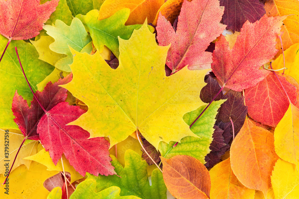 Colorful yellow, red, orange, green autumn leaves. Beautiful natural background