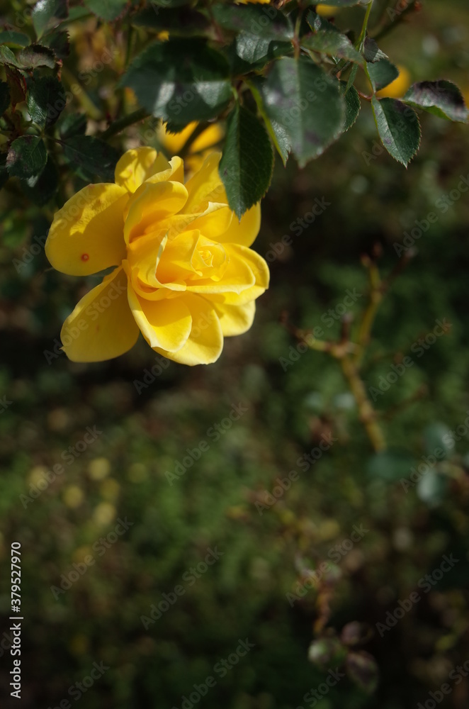 Fototapeta premium Yellow Flower of Rose 'Sun Sprinkles' in Full Bloom 