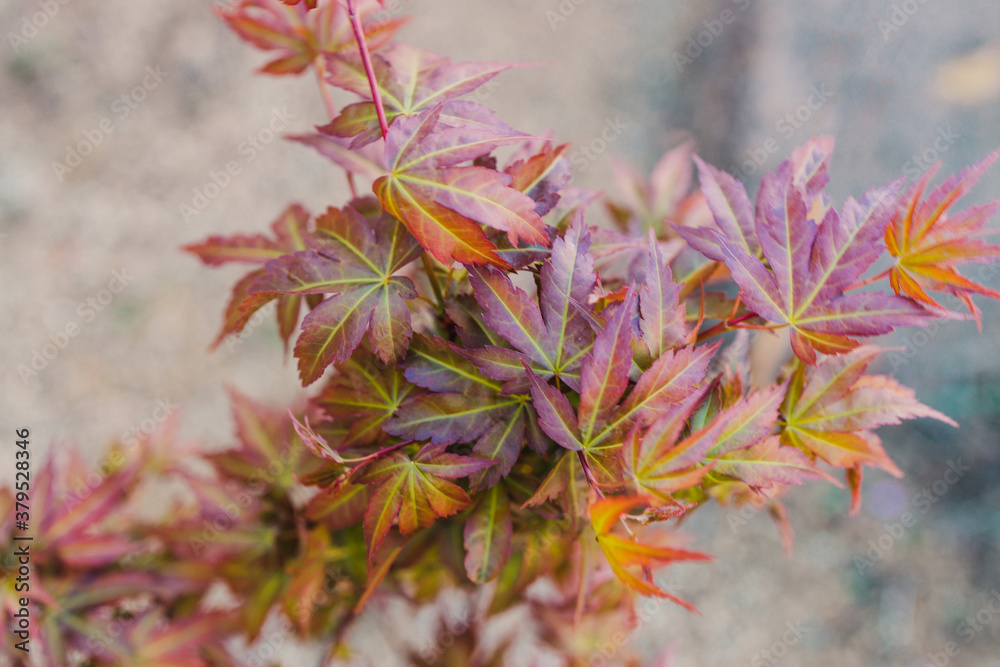 close-up of maple plant outdoor close-up of maple plant outdoor