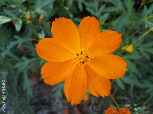 orange flower in the field