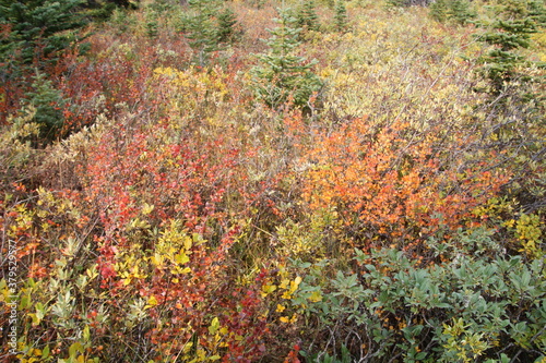 Autumn Brush, Banff National Park, Alberta