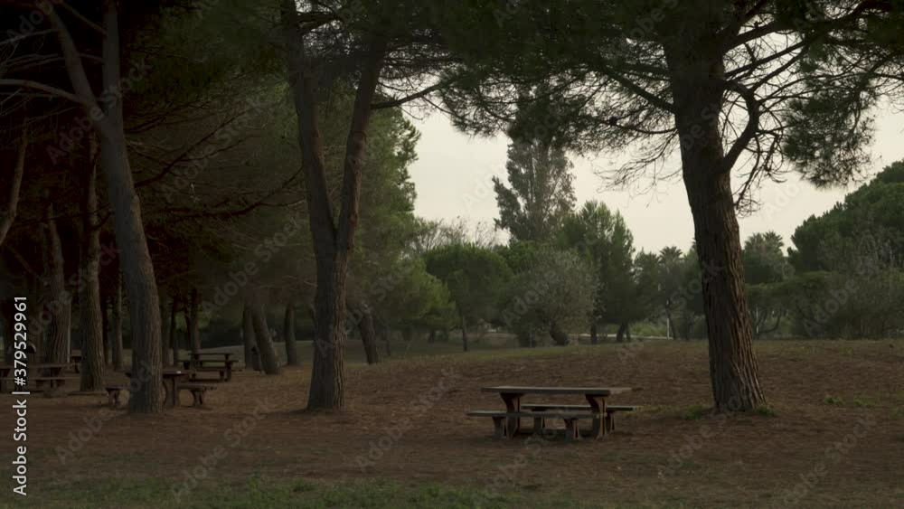 Four Picnic Tables in a Pine Forest, Deserted Space Four Picnic Tables in a Pine Forest, Deserted Space