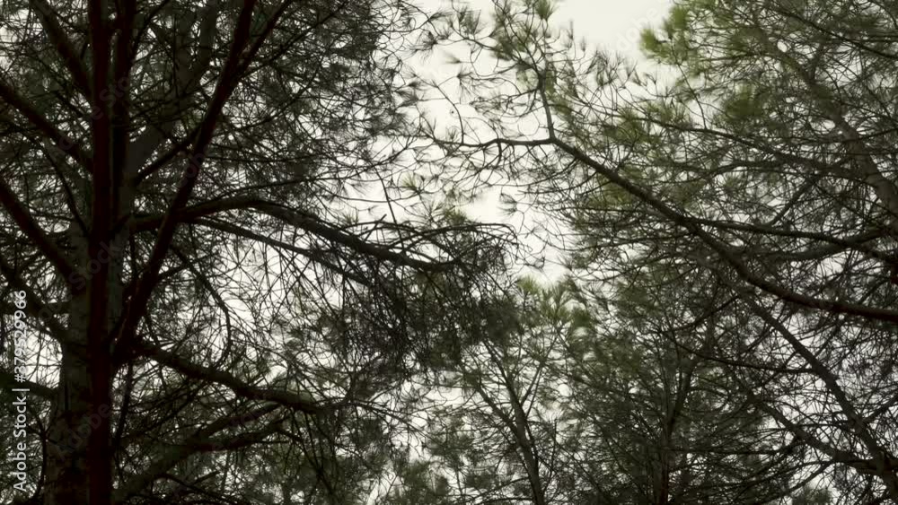 Pine Branches Filmed in Low Angle with the Sky in the Background Pine Branches Filmed in Low Angle with the Sky in the Background