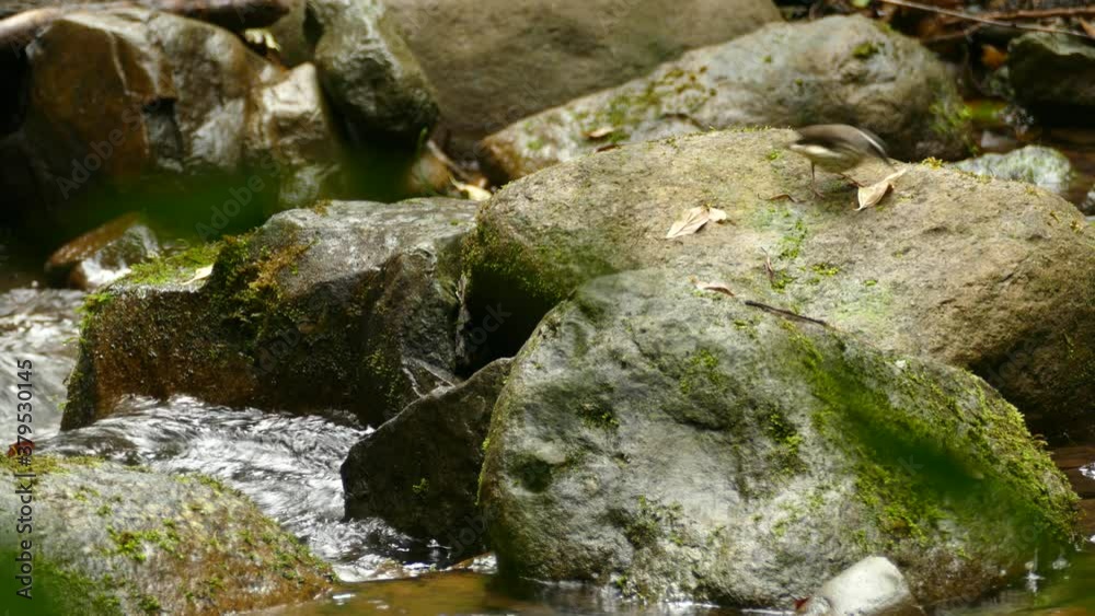Small tropical bird searching for food on the river bank in a rain forest. Yellow browed warbler jumping across the rocks in a tropical water stream. Small tropical bird searching for food on the river bank in a rain forest. Yellow browed warbler jumping across the rocks in a tropical water stream.