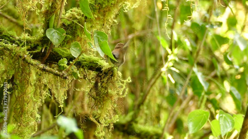 Small brown bird sitting on jungle vines in a tropical rain forest. Clay Colored Robin sitting on a moss covered vines in Costa Rica rain forest. Small brown bird sitting on jungle vines in a tropical rain forest. Clay Colored Robin sitting on a moss covered vines in Costa Rica rain forest.