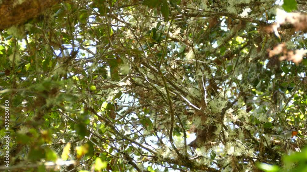Flame Throated Warbler searching for food in the branches of thick tree in Costa Rica rain forest. Flame Throated Warbler searching for food in the branches of thick tree in Costa Rica rain forest.