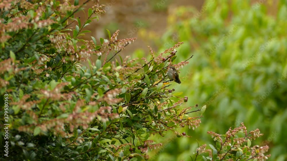 Small white and brown hummingbird sitting on a branch of a flower bush in a rain forest of Costa Rica. Small white and brown hummingbird sitting on a branch of a flower bush in a rain forest of Costa Rica.