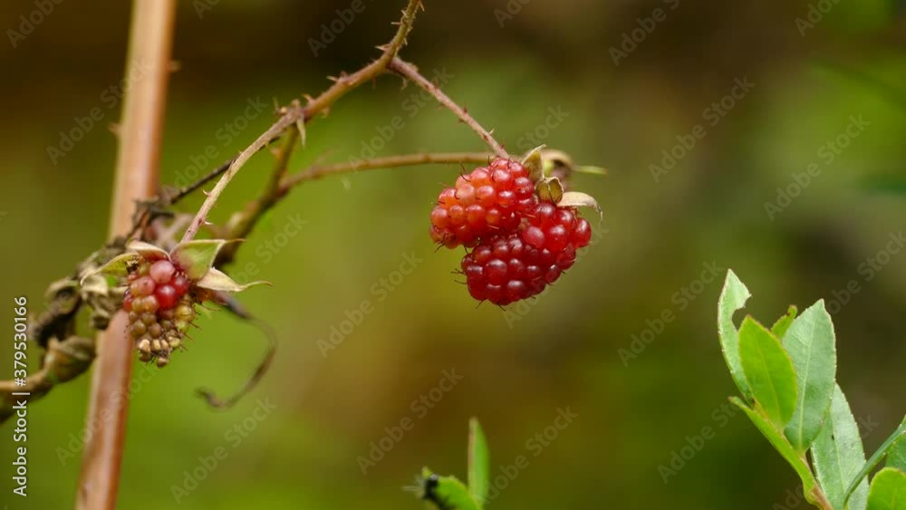 Close up of a wild red berries with a blurred background. Wild raspberries with thorns in a Costa Rica rain forest. Close up of a wild red berries with a blurred background. Wild raspberries with thorns in a Costa Rica rain forest.