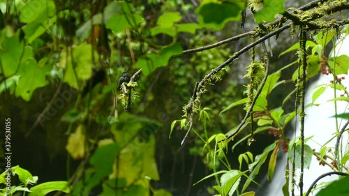 Black bellied hummingbird sitting on a tree branch in rain forest with waterfall in the background. Small black hummingbird with long beak sitting on moss covered vines in a jungle. photo