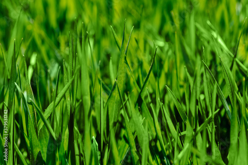 Fresh green grass in sunny day. Natural background. Close up