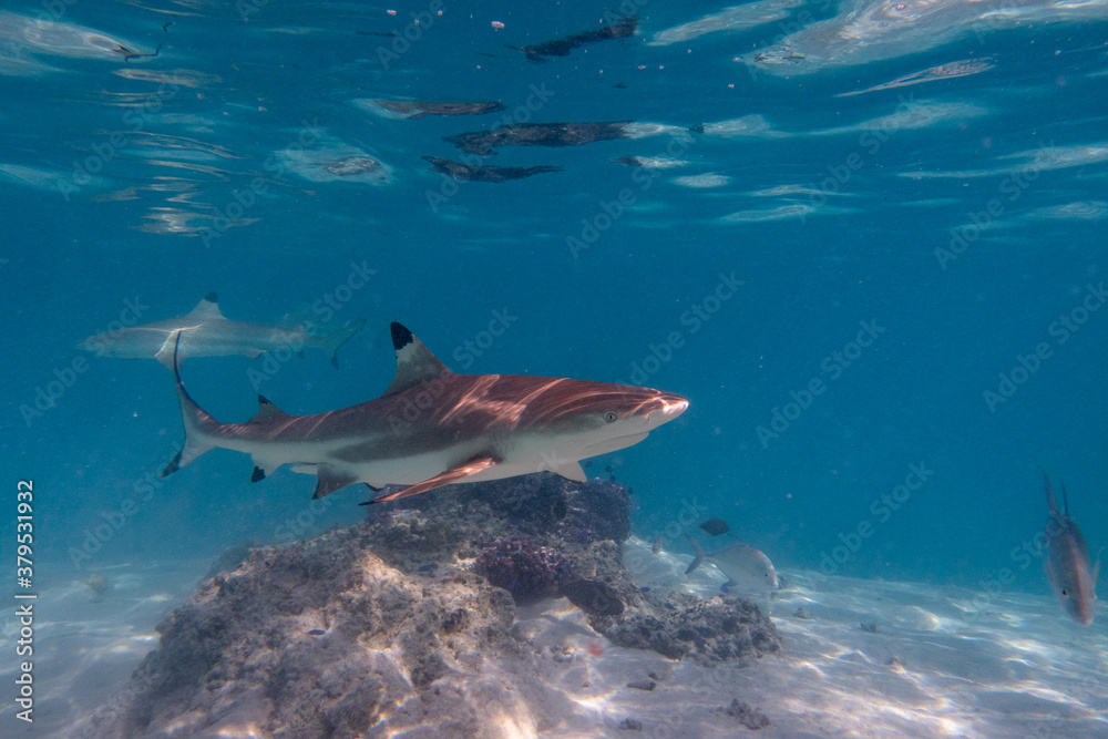 Fototapeta premium pointe noire