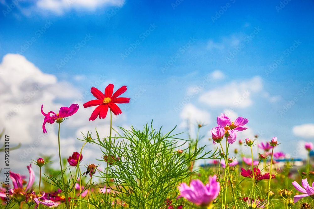 Beautiful spring Cosmos flower background., Cosmos flower. Beautiful spring Cosmos flower background., Cosmos flower.