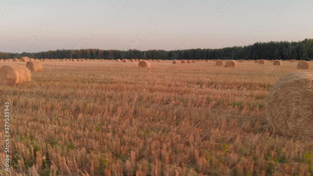 Aerial: flying along many rolls of straw lying on an agricultural summer field in the evening after harvesting crops. Feed and bedding for livestock in winter Aerial: flying along many rolls of straw lying on an agricultural summer field in the evening after harvesting crops. Feed and bedding for livestock in winter