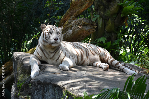 Fototapeta Naklejka Na Ścianę i Meble -  White tiger lying on the ground