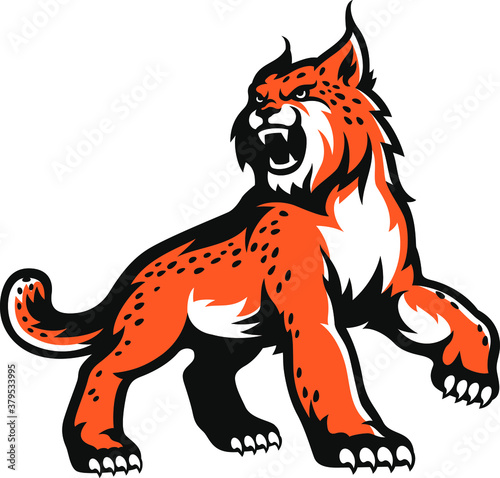 A Lynx Standing Looking Back Roaring