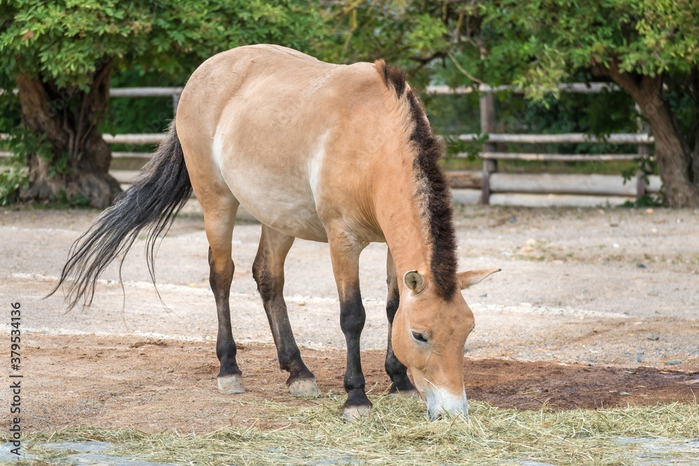 Fototapeta premium Horse of Przewalski grazes in zoological garden