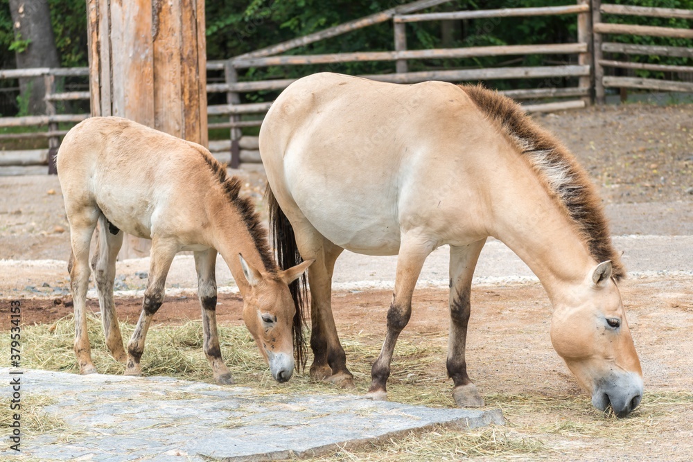 Horses of Przewalski grazes in zoological garden Horses of Przewalski grazes in zoological garden