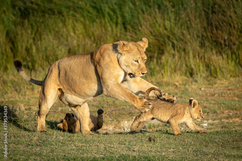 Fotografia, Obraz Lioness mother playing with her two small lion cubs in Ndutu in Tanzania