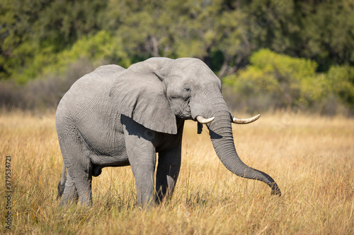 Adult elephant bull eating grass in Khwai Okavango in Botswana