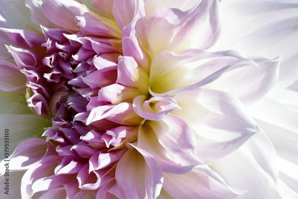 Fototapeta premium ダリア