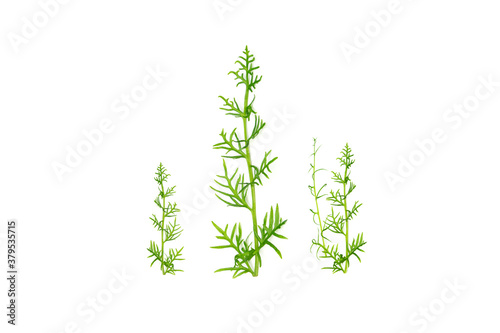 Green leaf on a white background, tropical weed.