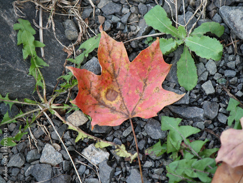 Leaf found in Crescent Lake, located in Plainville, CT