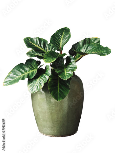 Philodendron plants in big green earthen jars on white background with clipping path