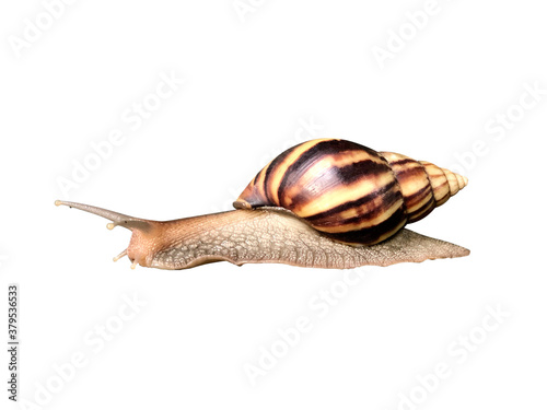 Close up snail isolated on white background with clipping path