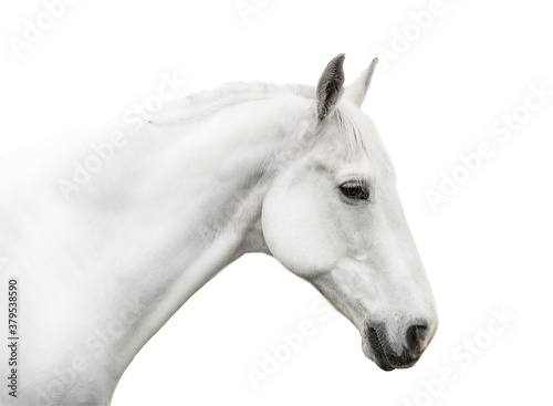Fototapeta portrait white horse isolated on white background