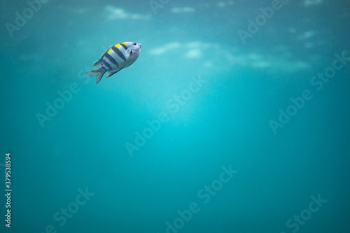 海中で泳ぐたくさんの魚 © Ryoma
