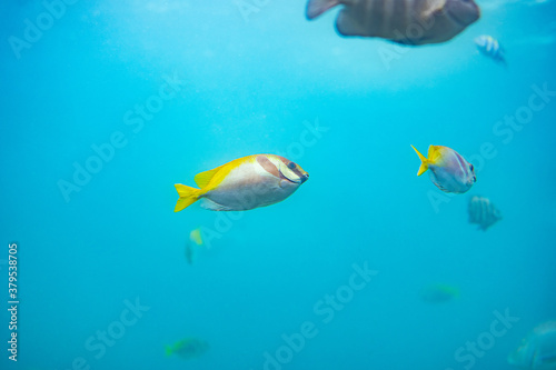 海中で泳ぐたくさんの魚 © Ryoma