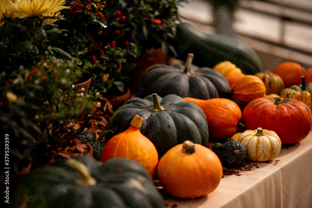 pumpkins for autumn mood