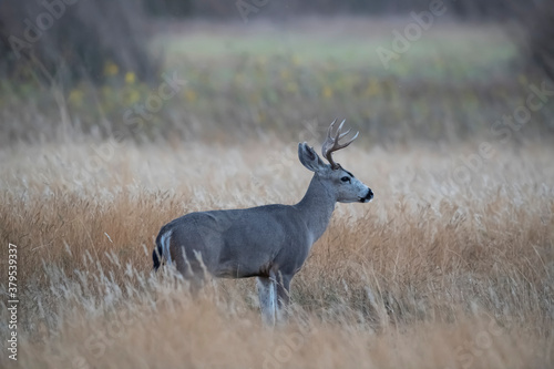 Male Mule Deer in the Bush