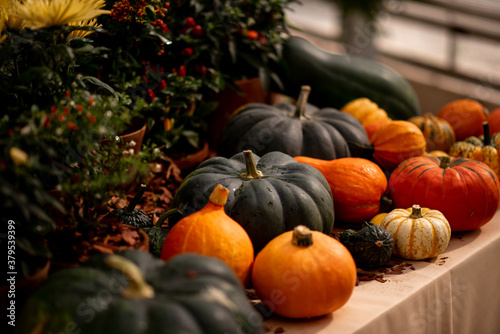 pumpkins for autumn mood