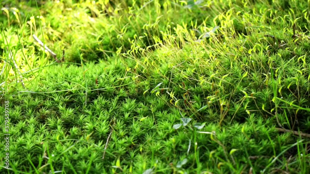 Macro shot of moss (class Bryopsida) showing sporophyte and gametophyte structures. Macro shot of moss (class Bryopsida) showing sporophyte and gametophyte structures.