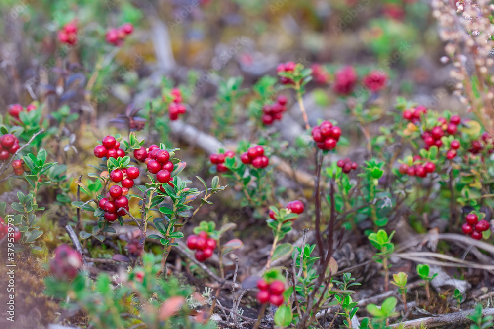 Red lingonberries grow naturally. Berries. A photo with a shallow depth of field. Selective focusing. Red lingonberries grow naturally. Berries. A photo with a shallow depth of field. Selective focusing.