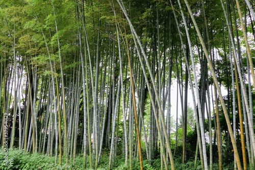 日本の古い民家の竹