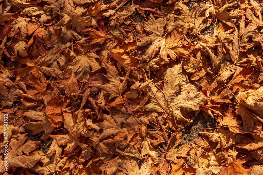 The leaves of the trees are falling during the Autumn in Vancouver. The leaves of the trees are falling during the Autumn in Vancouver.