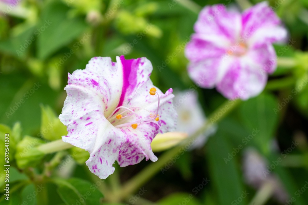 Obraz premium 「オシロイバナ」とひとくくりにしても、実はとてもカラフルでなかには斑入りや絞り模様もあります