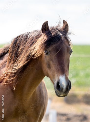 portrait of a horse in a paddock looking at camera