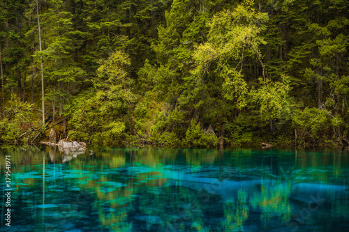 The beautiful turquoise water in ,lakes with forest in Jiuzhai Valley, in Sichuan, China, summer time. © Zimu